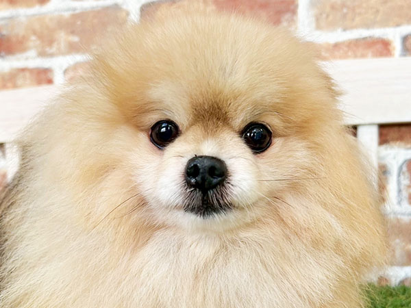 ぽんたくん | ポメラニアンの保護犬 | anifare(アニフェア)｜保護犬に