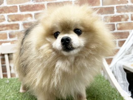 ぽんたくん | ポメラニアンの保護犬 | anifare(アニフェア)｜保護犬に