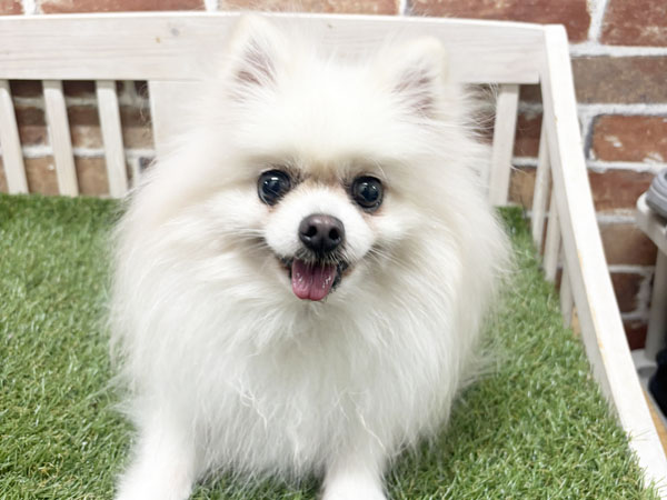 シラクモちゃん | ポメラニアンの保護犬 | anifare(アニフェア)｜保護