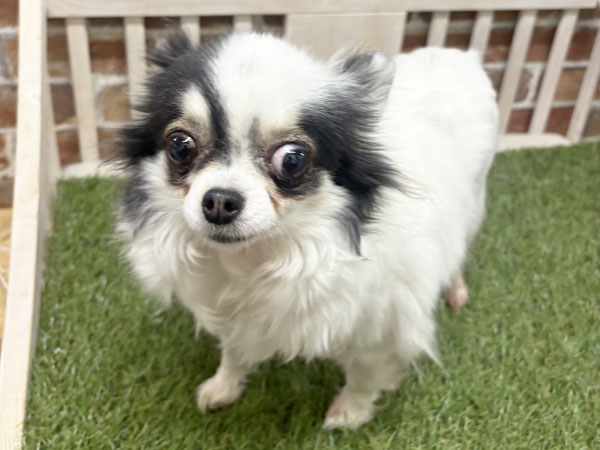 ララちゃん | チワワの保護犬 | anifare(アニフェア)｜保護犬に、医療