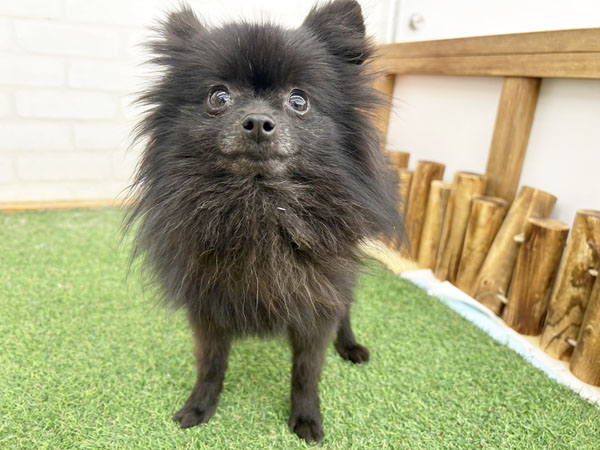 【ポメラニアン クロ】 苺ちゃん | ポメラニアンの保護犬 | anifare(アニフェア)｜保護犬に