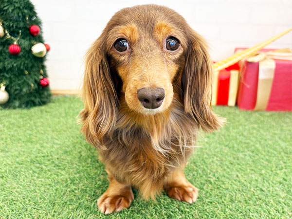 KOSEN ダックスフンド　モヘア　値下げ不可 KOSEN ダックスフンド モヘア 値下げ不可 KOSEN ダックスフンド モヘア