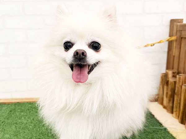 さわちゃん | ポメラニアンの保護犬 | anifare(アニフェア)｜保護犬に