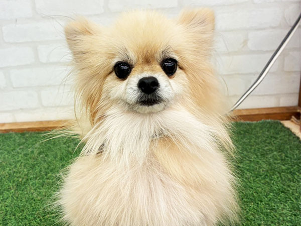 アンジェちゃん | ポメラニアンの保護犬 | anifare(アニフェア)｜保護