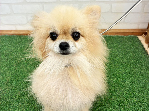 アンジェちゃん | ポメラニアンの保護犬 | anifare(アニフェア)｜保護