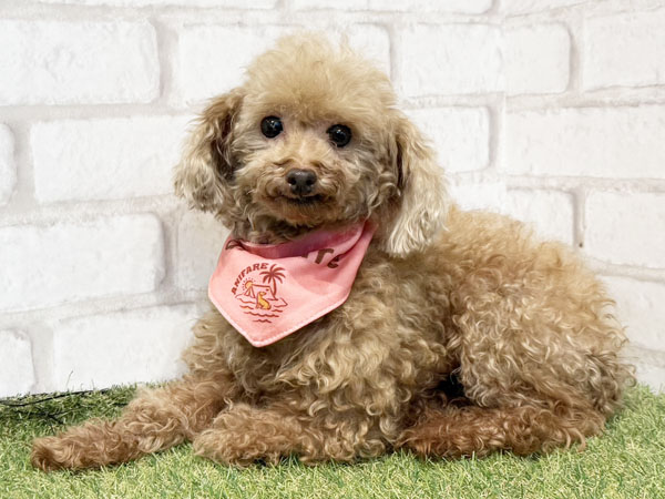 サイトちゃん | トイプードルの保護犬 | anifare(アニフェア)｜保護犬