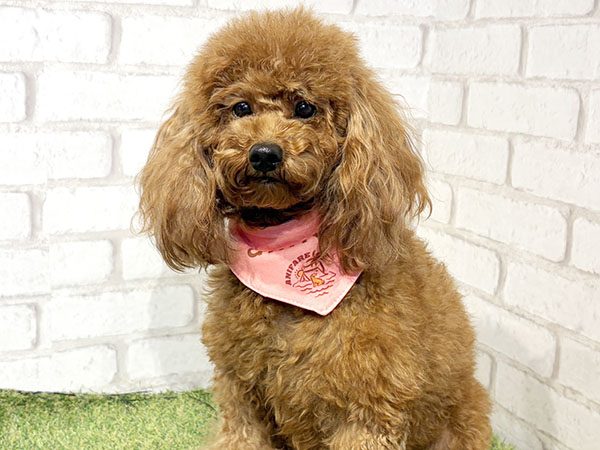 ☆受付☆トイプードル No.B マギーちゃん | トイプードルの保護犬 | anifare(アニフェア)｜保護犬