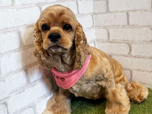 シナモンちゃん | アメリカン・コッカー・スパニエルの保護犬