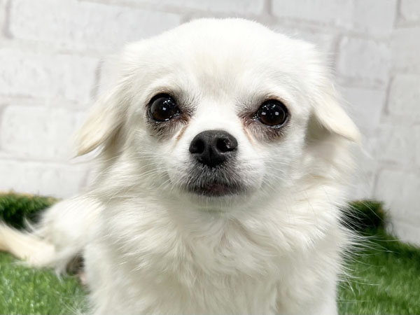 ララちゃん | チワワの保護犬 | anifare(アニフェア)｜保護犬に、医療