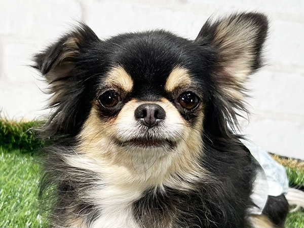 チワワのらん チワワのランちゃん🍀 (@raaanran24) • Instagram photos and videos