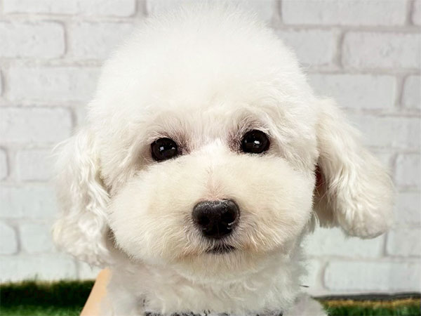 蝶々ちゃん | トイプードルの保護犬 | anifare(アニフェア)｜保護犬に