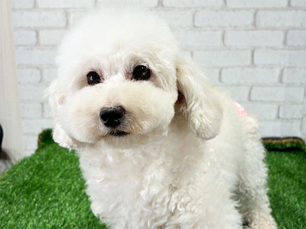 蝶々ちゃん | トイプードルの保護犬 | anifare(アニフェア)｜保護犬に