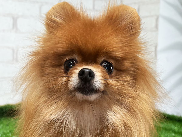 ソフィアちゃん | ポメラニアンの保護犬 | anifare(アニフェア)｜保護