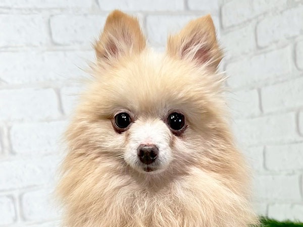 ポンちゃん | ポメラニアンの保護犬 | anifare(アニフェア)｜保護犬に