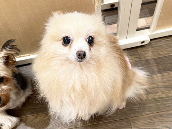 ポンちゃん | ポメラニアンの保護犬 | anifare(アニフェア)｜保護犬に