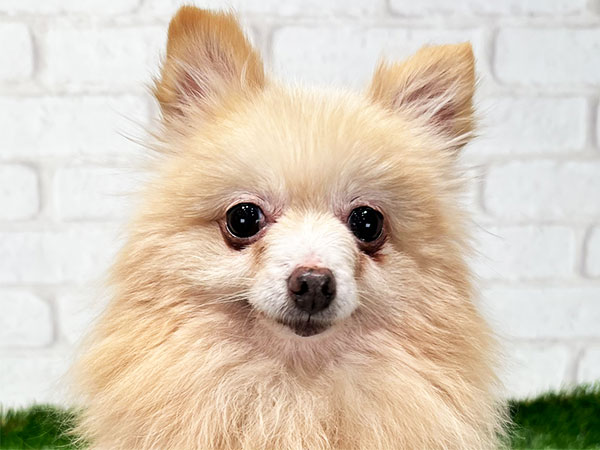 ポメラニアンの人専用 ポンちゃん | ポメラニアンの保護犬 | anifare(アニフェア)｜保護犬に