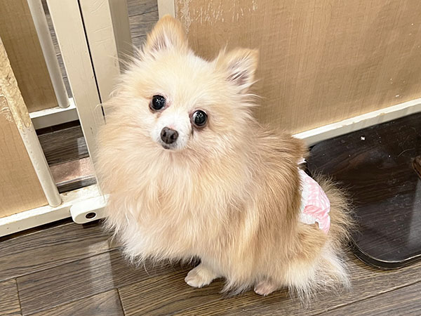 ポンちゃん | ポメラニアンの保護犬 | anifare(アニフェア)｜保護犬に