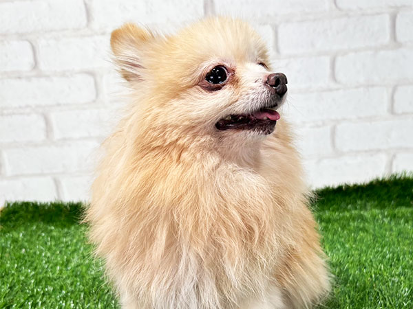 ポンちゃん | ポメラニアンの保護犬 | anifare(アニフェア)｜保護犬に