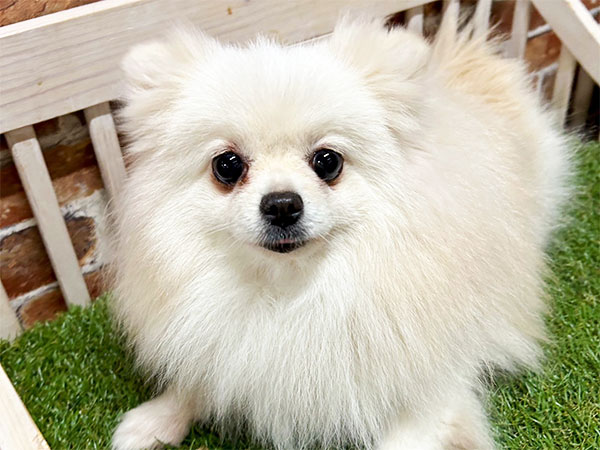 ポメラニアンの人専用 ポンちゃん | ポメラニアンの保護犬 | anifare(アニフェア)｜保護犬に