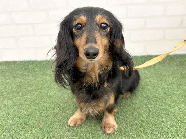 やぶちゃんダックスフンド フランちゃん | ミニチュアダックスフンドの保護犬 | anifare