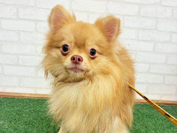 ポメラニアン 嬉しいご報告があります✨ ポメラニアンの かきたねちゃんに 里親様が