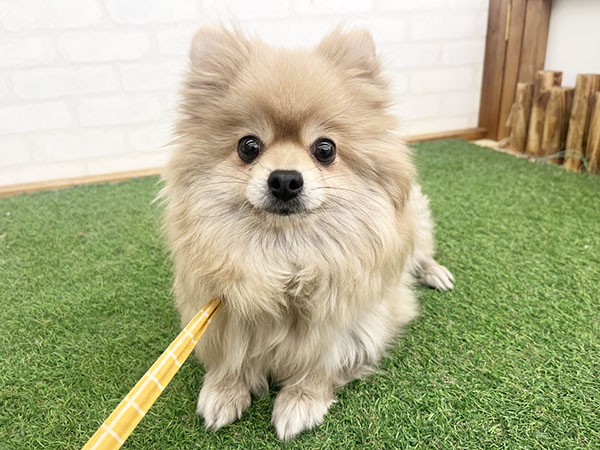 モコちゃん | ポメラニアンの保護犬 | anifare(アニフェア)｜保護犬に