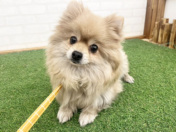 ポメラニアンの人専用 モコちゃん | ポメラニアンの保護犬 | anifare(アニフェア)｜保護犬に