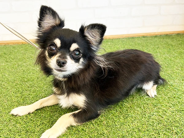 ミズキちゃん | チワワの保護犬 | anifare(アニフェア)｜保護犬に