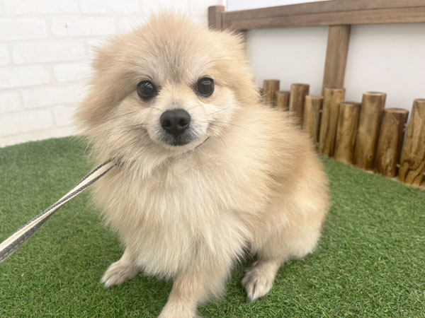 ポンくん | ポメラニアンの保護犬 | anifare(アニフェア)｜保護犬に