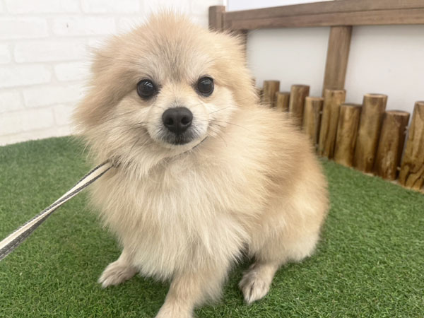 ポンくん | ポメラニアンの保護犬 | anifare(アニフェア)｜保護犬に