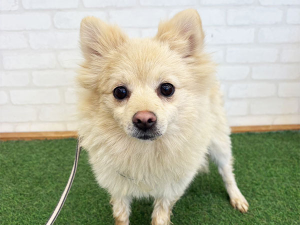 ふぅちゃん | ポメラニアンの保護犬 | anifare(アニフェア)｜保護犬に