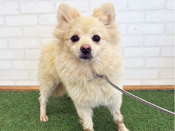 ふぅちゃん | ポメラニアンの保護犬 | anifare(アニフェア)｜保護犬に