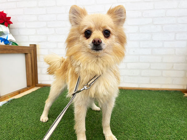 ふくちゃん | ポメラニアンの保護犬 | anifare(アニフェア)｜保護犬に