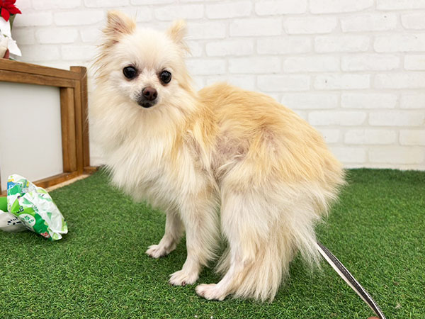 なつちゃん | ポメラニアンの保護犬 | anifare(アニフェア)｜保護犬に