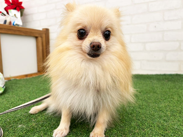 あきちゃん | ポメラニアンの保護犬 | anifare(アニフェア)｜保護犬に