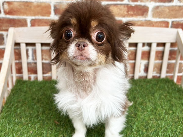 プリンセスちゃん | チワワの保護犬 | anifare(アニフェア)｜保護犬に