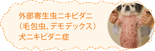 外部寄生虫ニキビダニ（毛包虫・デモテックス）犬ニキビダニ症