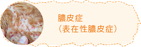 膿皮症（表在性膿皮症）