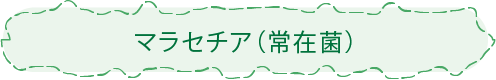 マラセチア（常在菌）