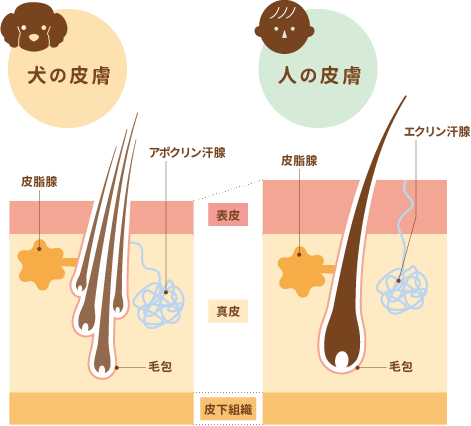 犬と人の皮膚の違い