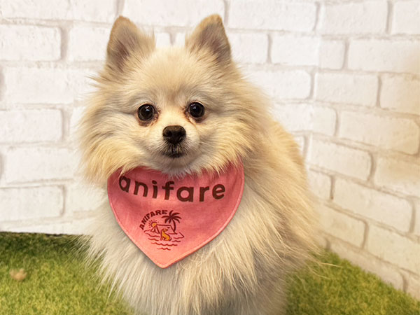 メグちゃん | ポメラニアンの保護犬 | anifare(アニフェア)｜保護犬に
