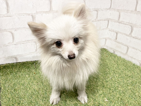 せきちゃん | ポメラニアンの保護犬 | anifare(アニフェア)｜保護犬に