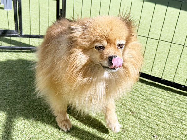 ニーナちゃん | ポメラニアンの保護犬 | anifare(アニフェア)｜保護犬