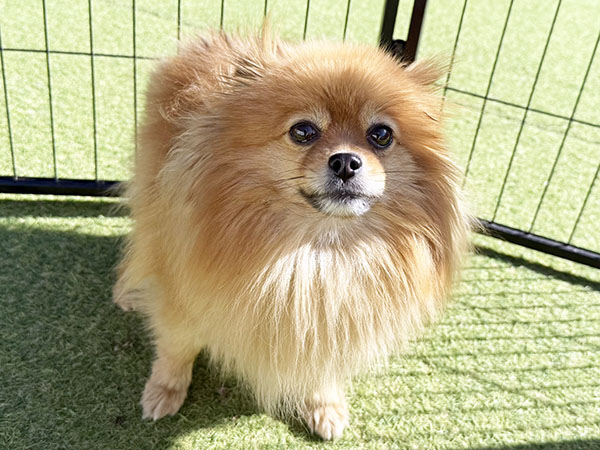 ニーナちゃん | ポメラニアンの保護犬 | anifare(アニフェア)｜保護犬