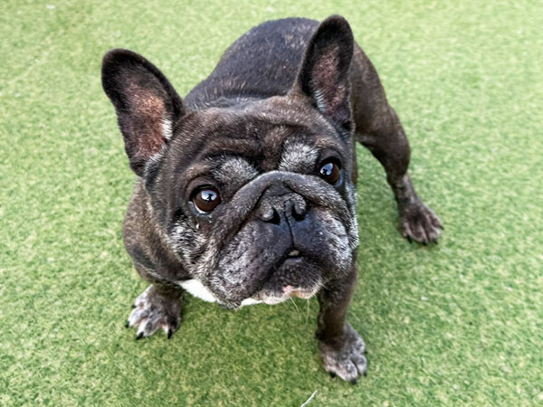 マニちゃん | フレンチ・ブルドッグの保護犬 | anifare(アニフェア