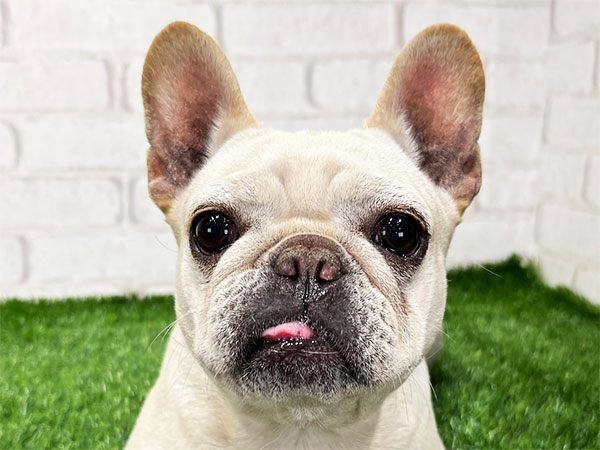 ガルニエ・ティエボー　フレンチブルドッグ エクちゃん | フレンチ・ブルドッグの保護犬 | anifare(アニフェア