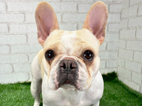 ここちゃん | フレンチ・ブルドッグの保護犬 | anifare(アニフェア
