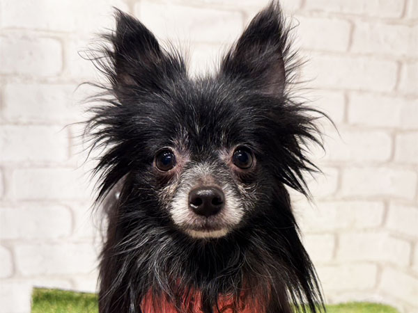 シュンくん | ミックス犬の保護犬 | anifare(アニフェア)｜保護犬に