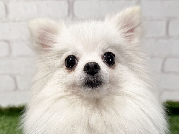 スノーちゃん | ポメラニアンの保護犬 | anifare(アニフェア)｜保護犬