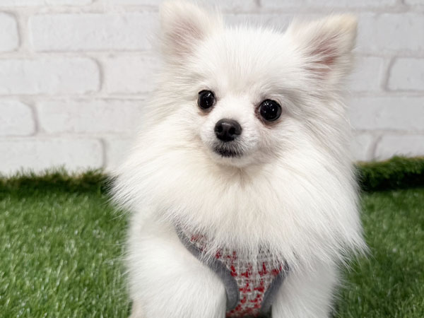 スノーちゃん | ポメラニアンの保護犬 | anifare(アニフェア)｜保護犬